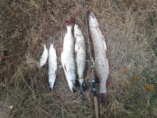 При каком давлении клюет щука