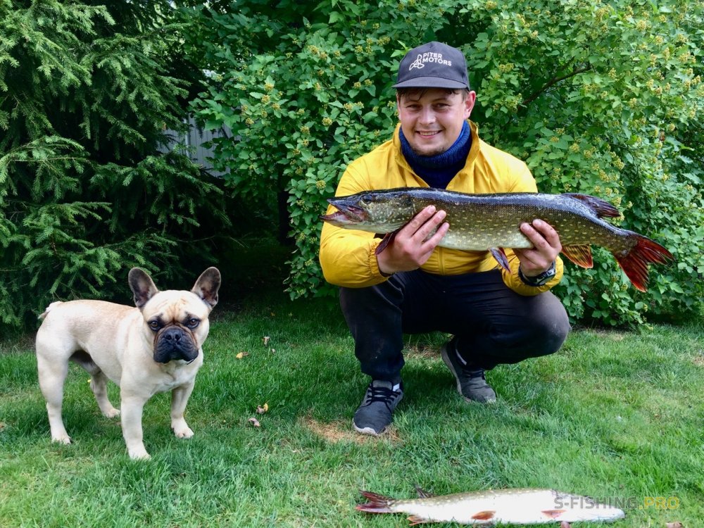 Отчеты с водоемов: Щука летом в осеннюю погоду