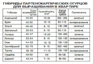 Температура выращивания огурцов