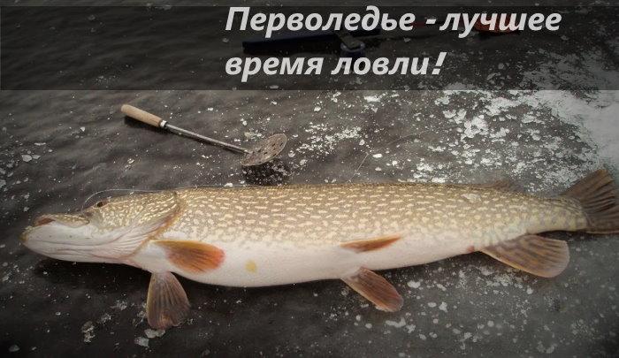 В перволедье