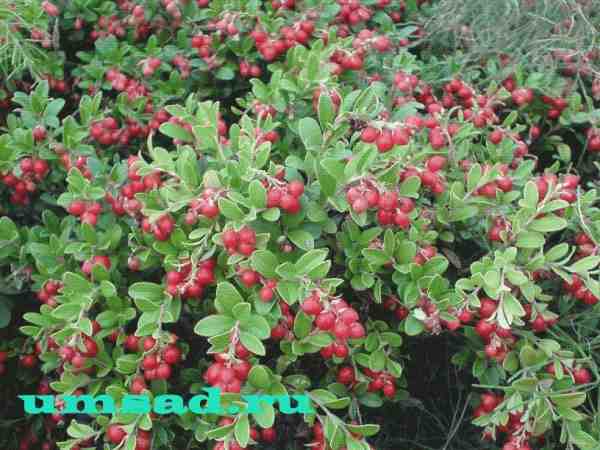 Экология брусники. Как выращивать бруснику