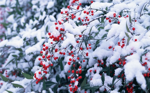 Праздничные обряды