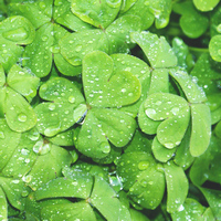 Клевер с капельками воды