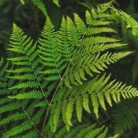 Папоротник