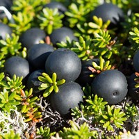 Медвежья ягода