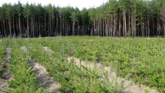 Посадка лесов