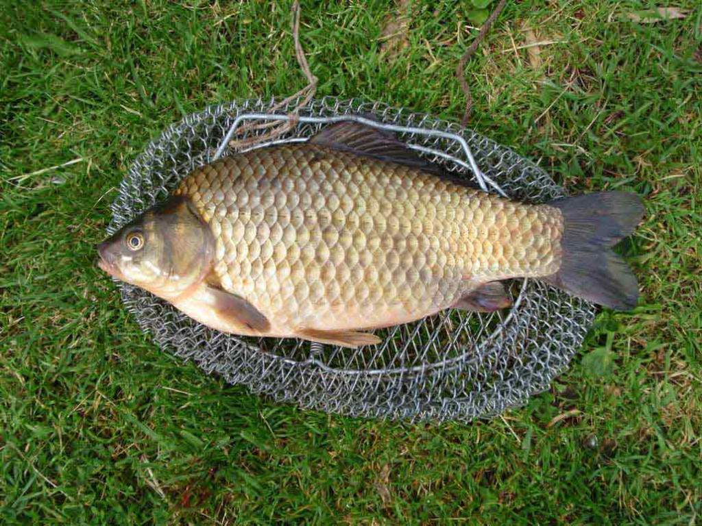 Рыбы карась