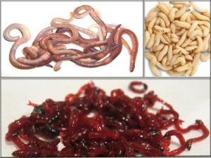 Приманки для карася