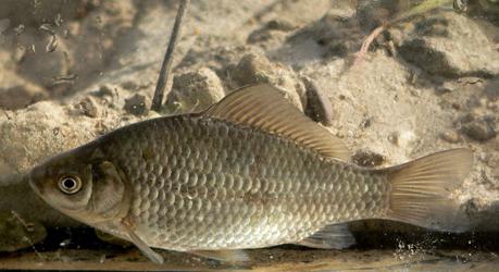 на что ловить карася