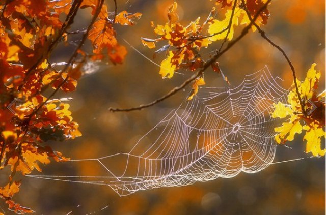 В октябре по наличию паутины всегда говорили о бабьем лете.