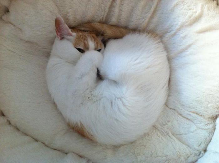 какие приметы предсказывают погоду