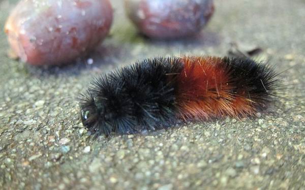 Какая будет зима? Народные приметы о погоде зимой