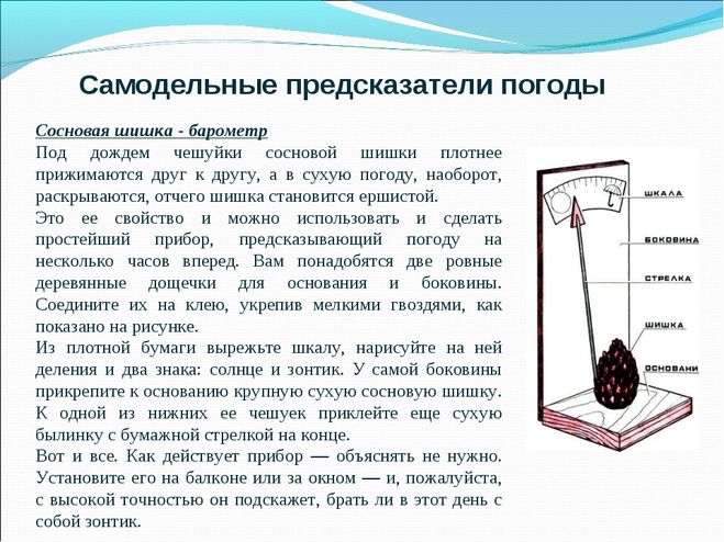 Барометр из еловой шишки