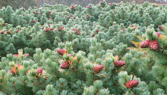 Кедровый стланик