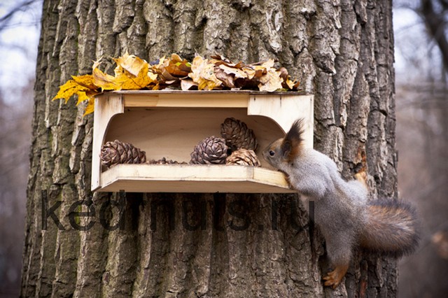 Основная пища