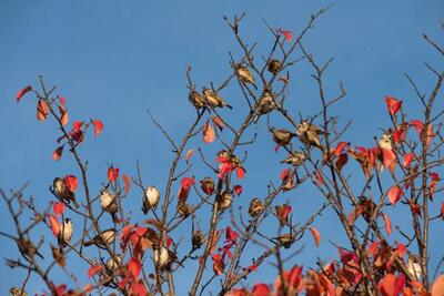 Какой Покров – такая и зима будет: погодные приметы на 14 октября