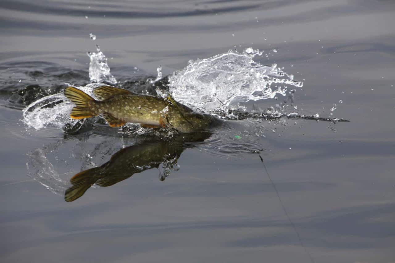 Ловля щуки в октябре на спиннинг?. когда клюёт? щука осенью?