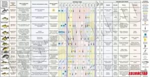 В какую погоду лучше клюёт карась: как отражается северный ветер на рыбе, клюёт ли в холодную и