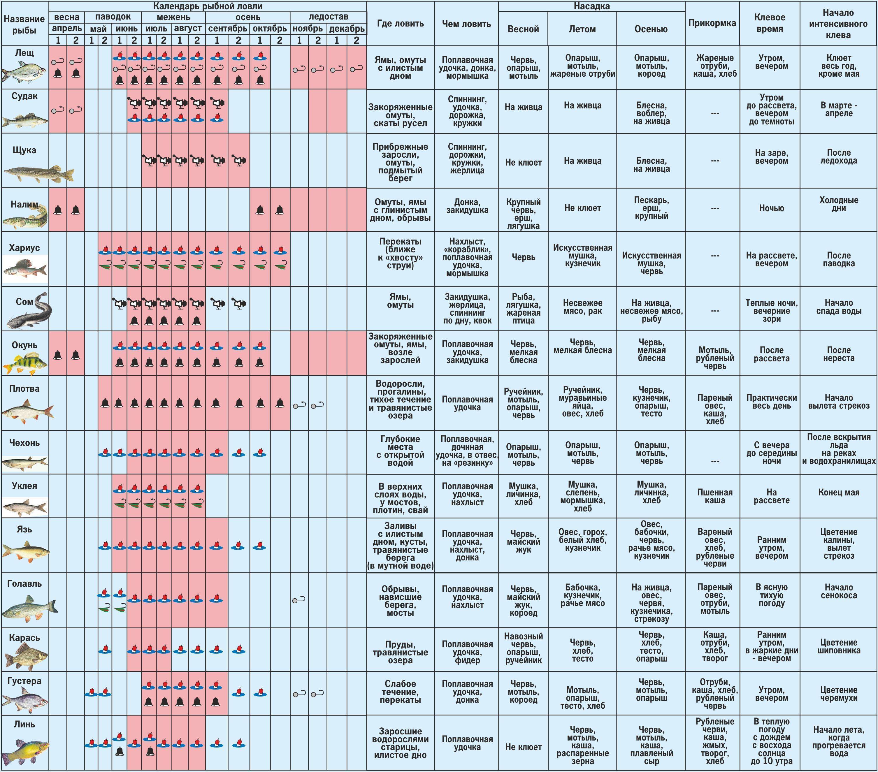 Ловля щуки: календарь клева по месяцам года, описание поведения хищника и самые оптимальные варианты приманки