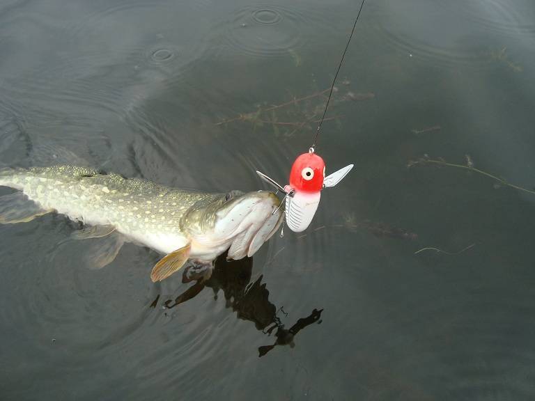 Ловля щуки осенью на спиннинг: когда клюет и на что ловить