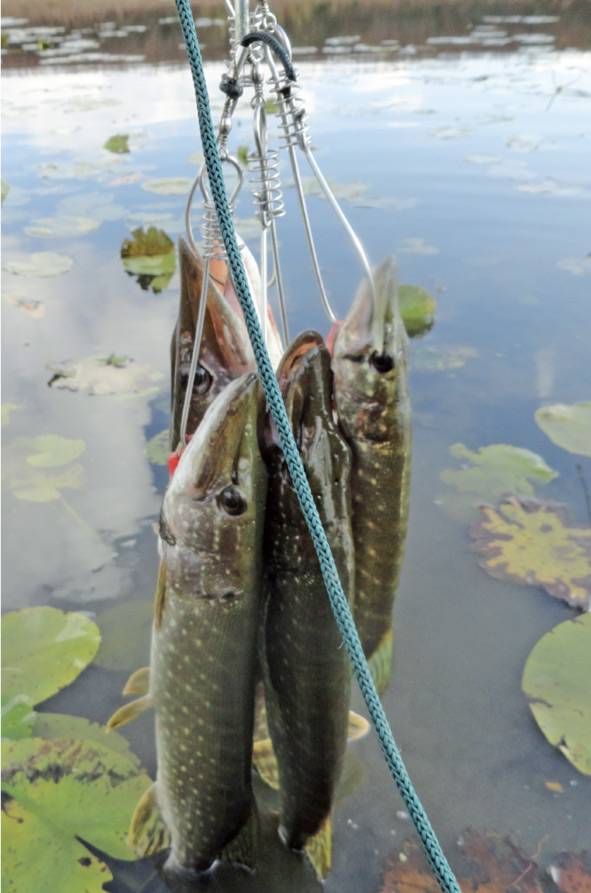 Влияние ветра на клев рыбы. какой ветер лучше для рыбалки