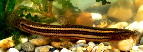 Какую погоду предсказывают рыбы. Прогнозы рыб