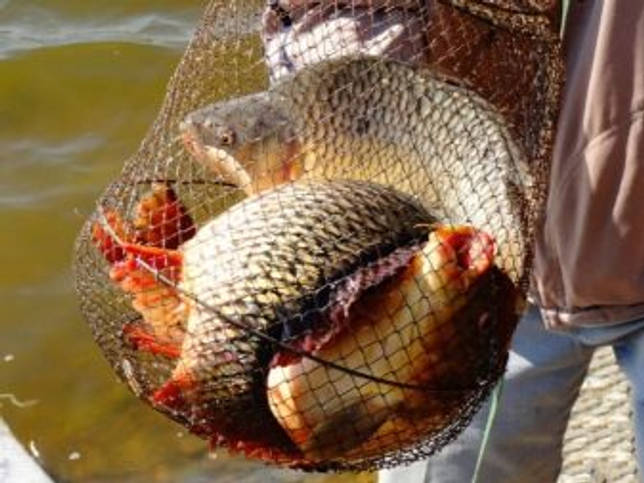 Калаус: рыбалка и какая рыба водится