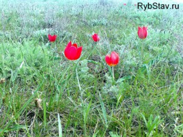 Калаус: рыбалка и какая рыба водится