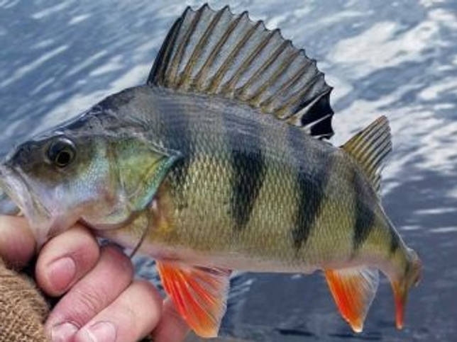 Калаус: рыбалка и какая рыба водится