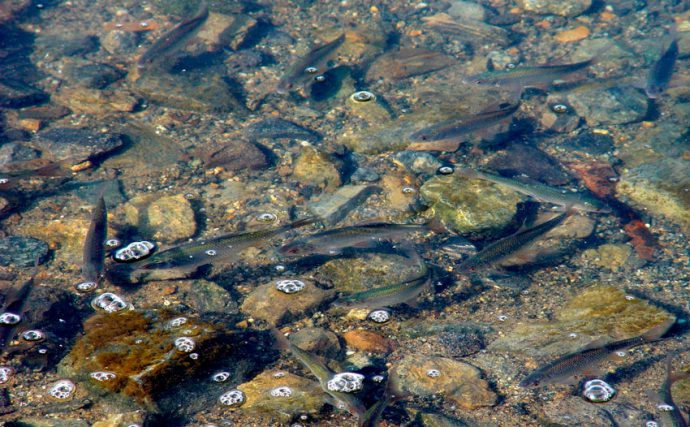 Клев плотвы: нерест и преднерестовый жор, весенний ход плотвы