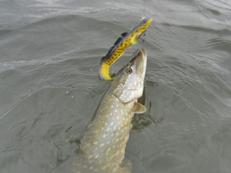 Щука и приманка