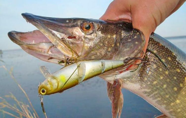 Щука и воблер