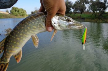 Щука с приманкой