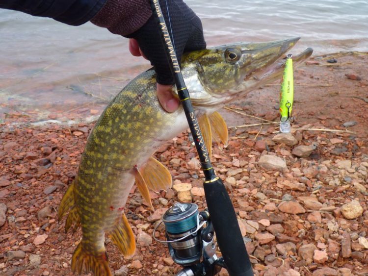 Удочка и щука