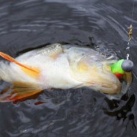 Когда лучше клюет судак