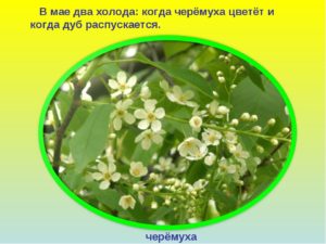 Когда цветет черемуха приметы и наблюдения