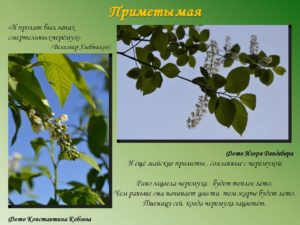 Когда цветет черемуха приметы и наблюдения
