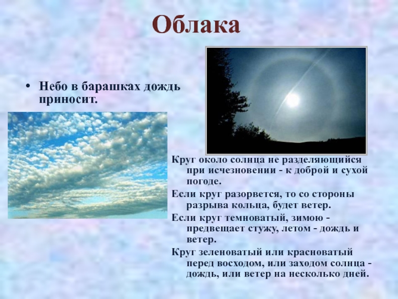 ОблакаНебо в барашках дождь приносит.Круг около солнца