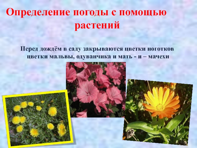 Определение погоды с помощью растенийПеред дождём в