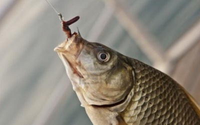 Ловля карася в июне