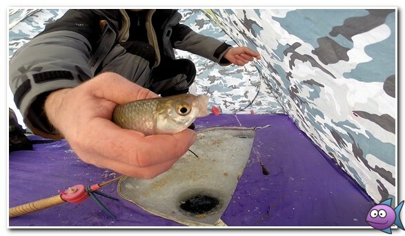 ловля плотвы в январе