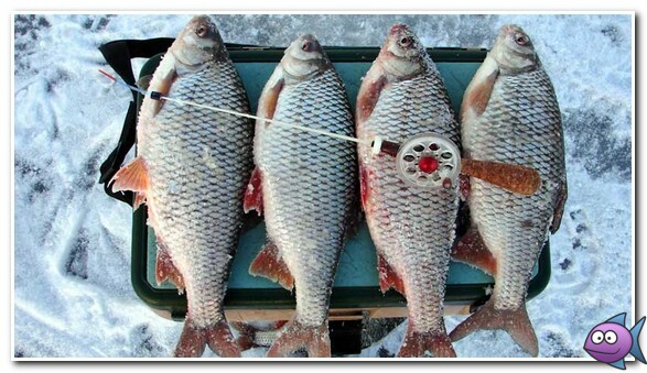 krupnaya-plotva-so-lda