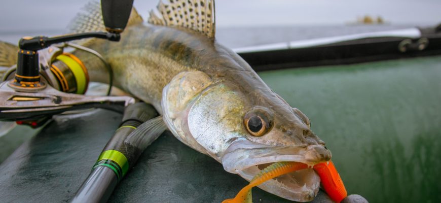 ловля судака осенью