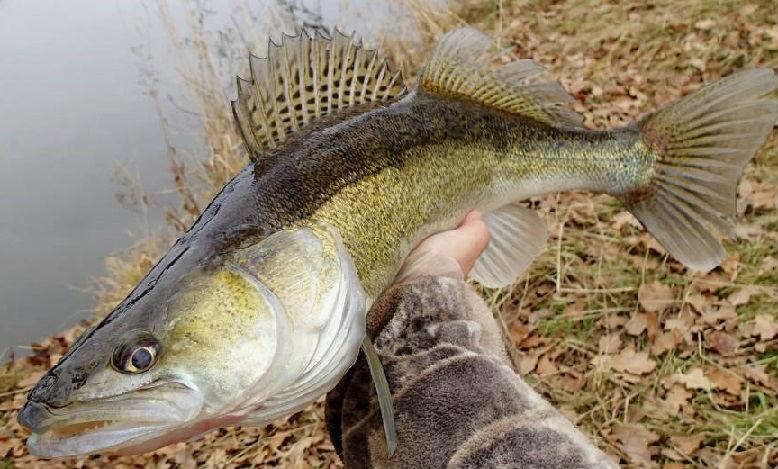 Как ловить судака осенью