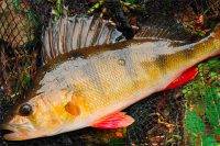 Луна и рыбалка