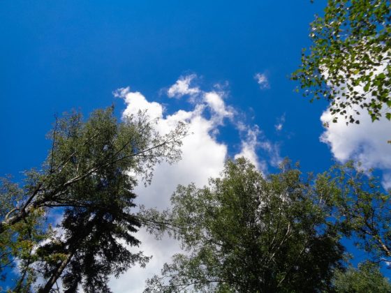 На каждое число свой прогноз