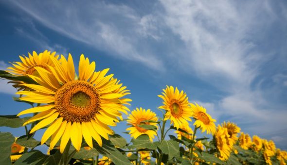 Приметы на август