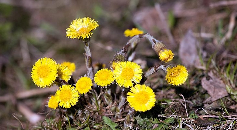 Приметы и рекомендации для садоводов и огородников