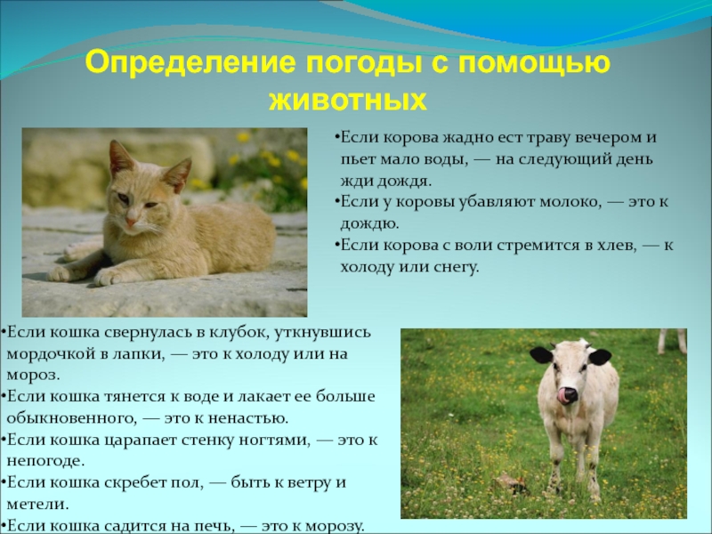 Определение погоды с помощью животныхЕсли кошка свернулась в клубок,