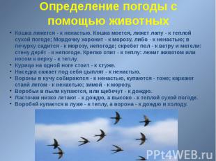 Определение погоды с помощью животных
